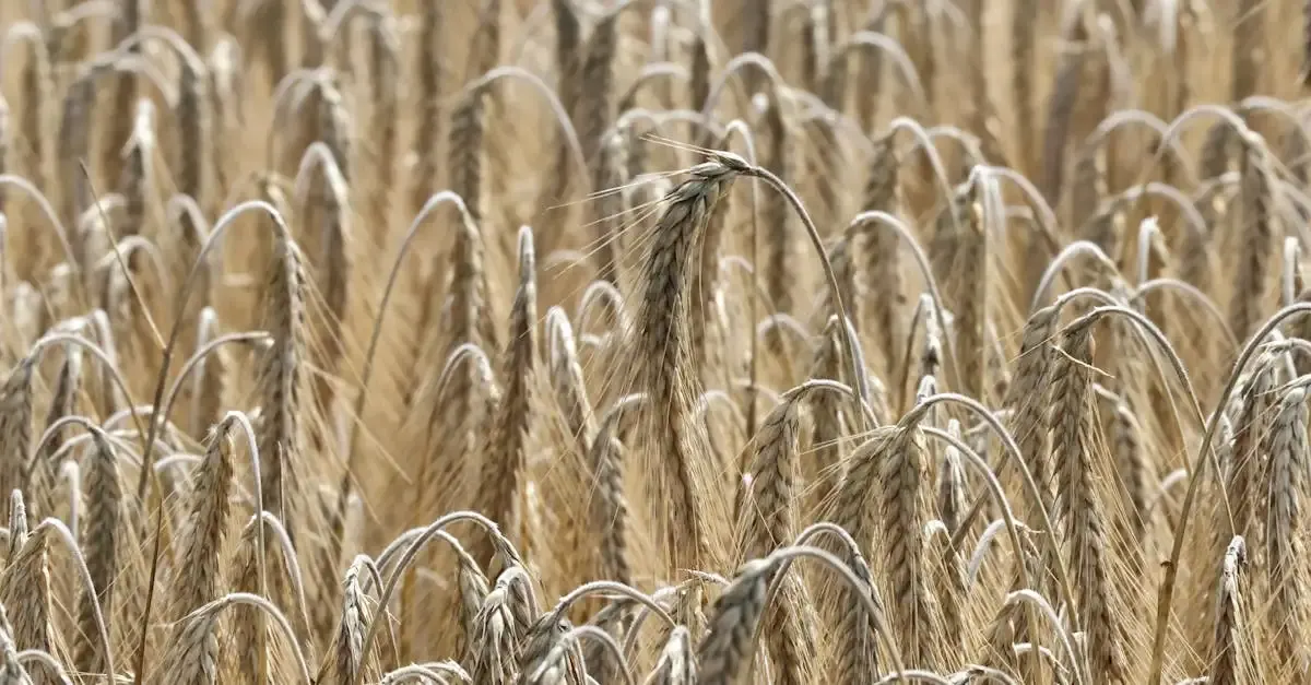 Les 17 objectifs du développement durable