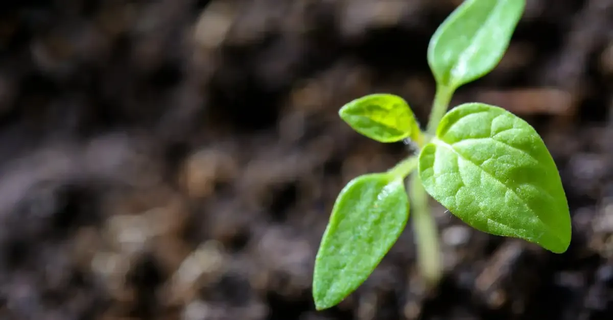 Alimentation et développement durable en 2e professionnelle pse