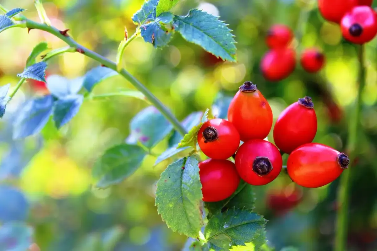 Produits innovants pour une alimentation sûre saine et durable