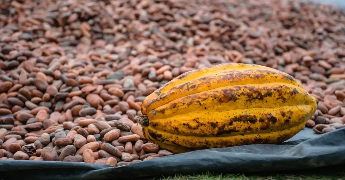Cacao Durable : Découvrez Nos Engagements Éthiques