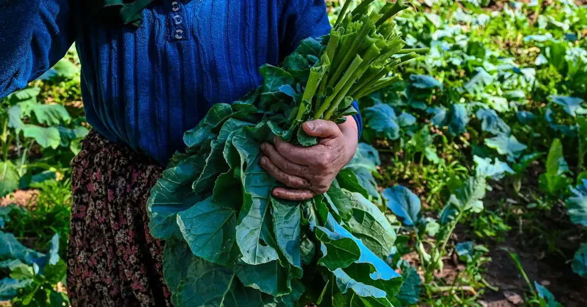 BTSA Agronomie : formation et carrières en cultures durables