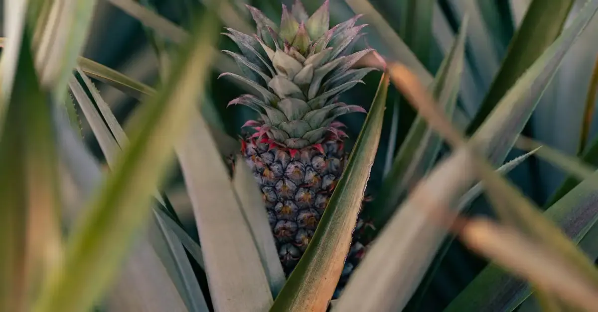Développement durable alimentation