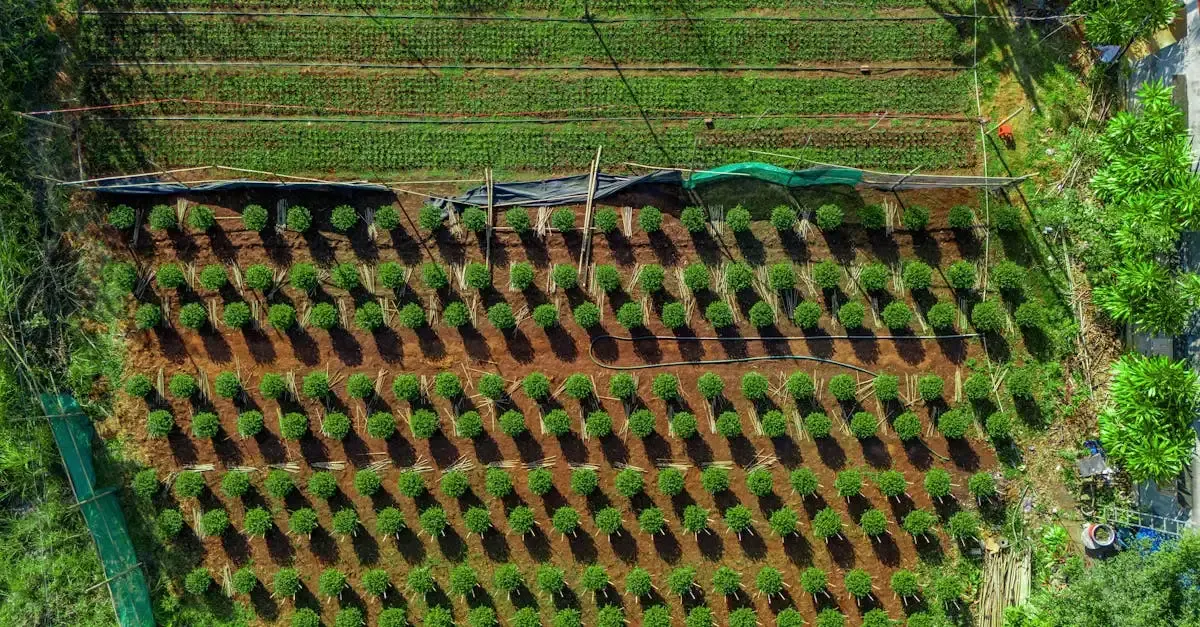 Exemples d'agriculture durable : pratiques et innovations
