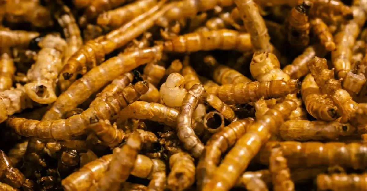 Insecte alimentation durable