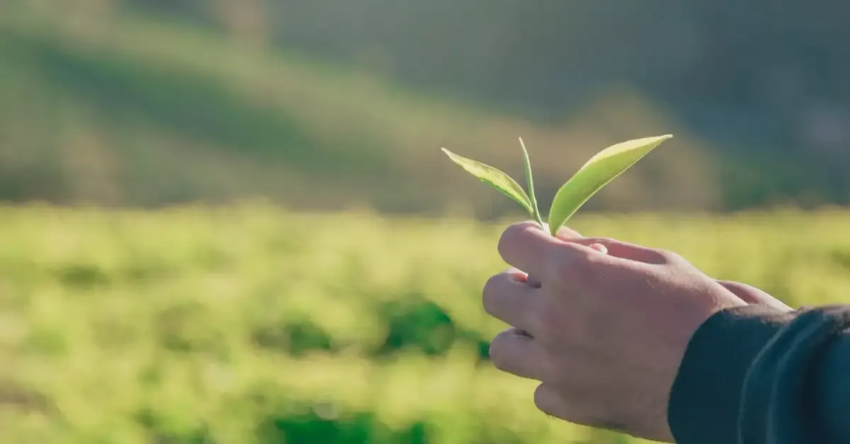Mots liés au développement durable