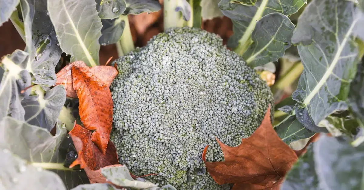Perdre du poids durablement alimentation