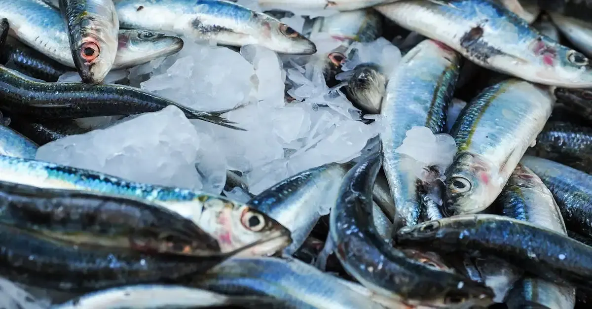 Alimentation durable poisson