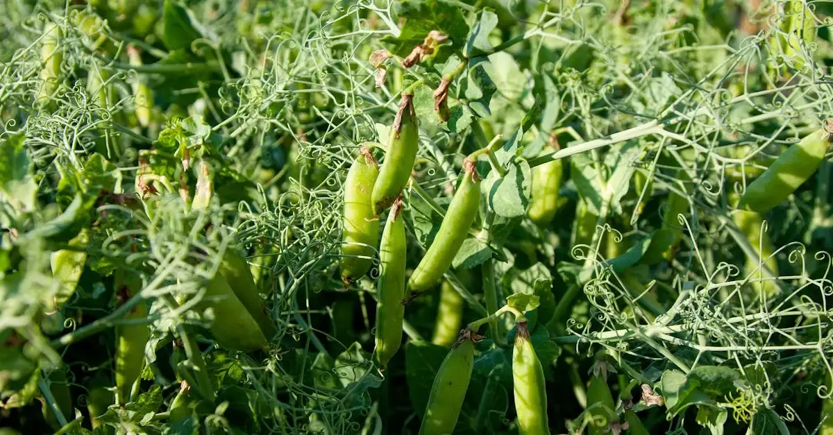 Potager durable