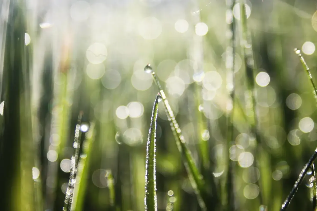 Durable water repellent
