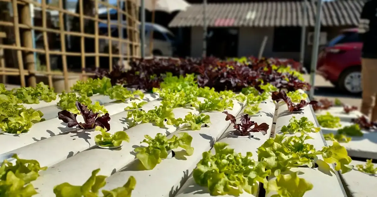 Vitagora alimentation durable